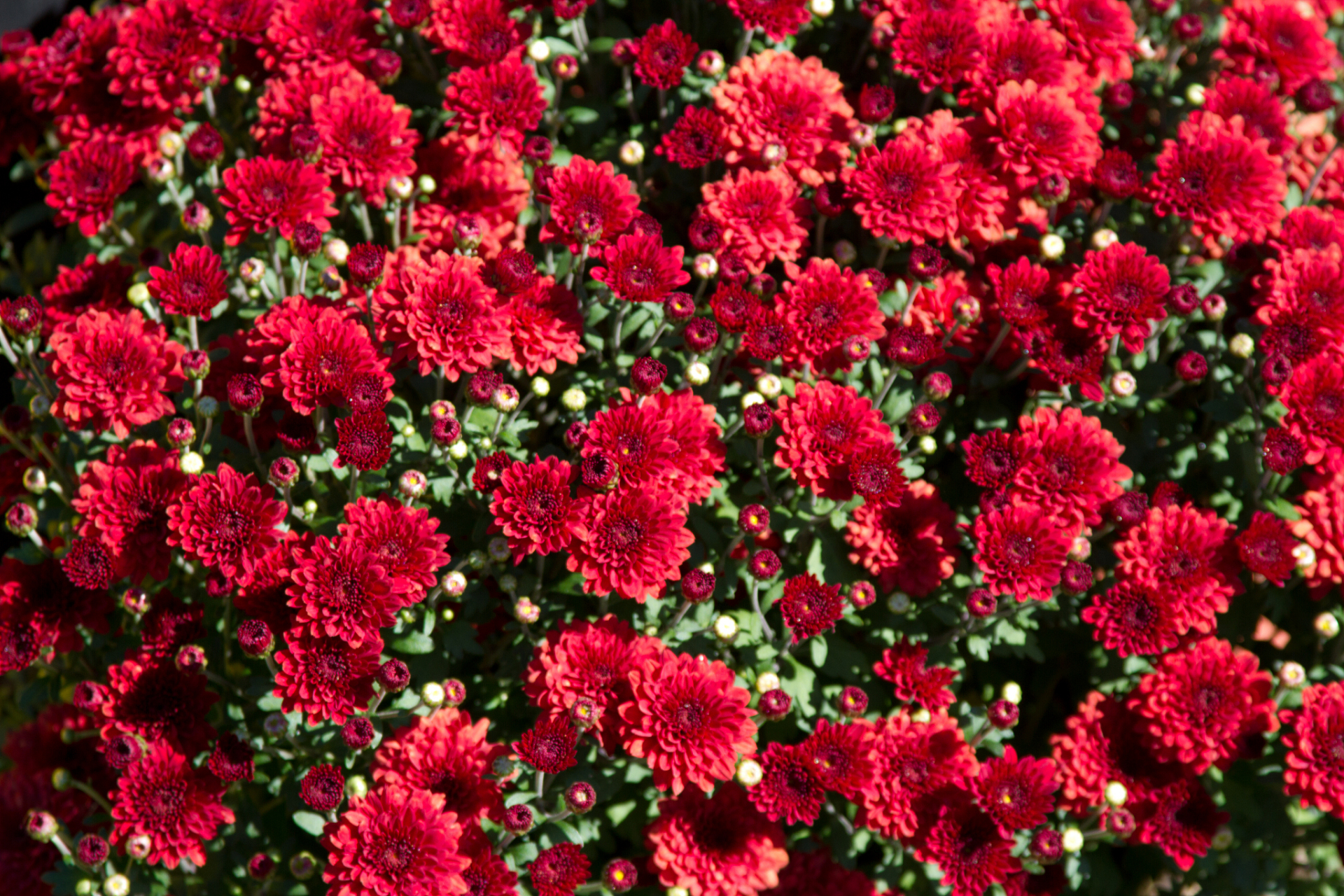 千日红,这是一种充满生命力和魅力的花卉,它以持久的花期和独特的外貌