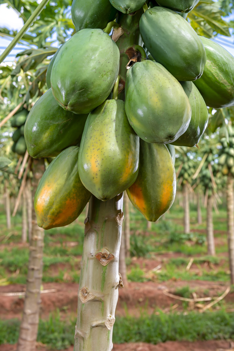 怀孕可以吃木瓜不