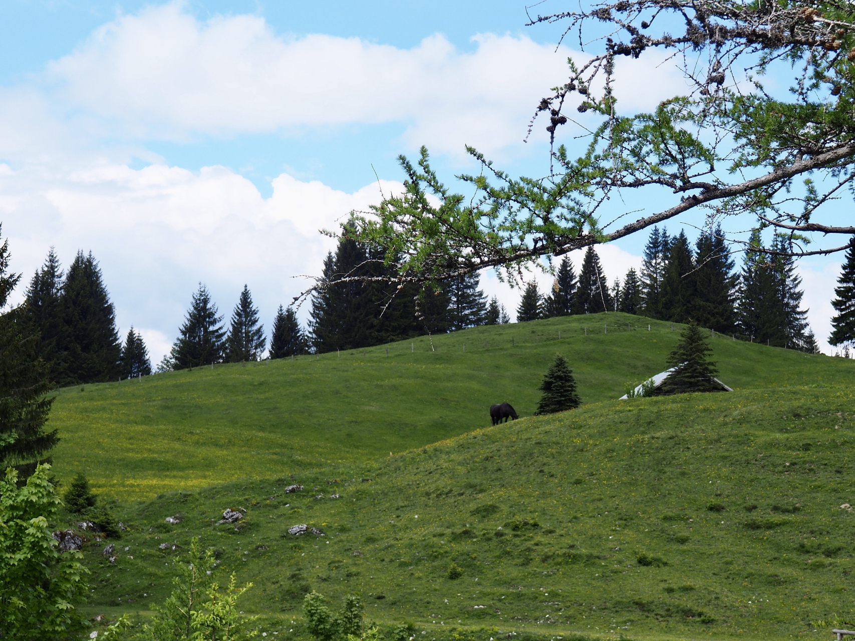 重庆的"仙女山"是必游景点之一,拥有大草原和山城夏宫等景点.