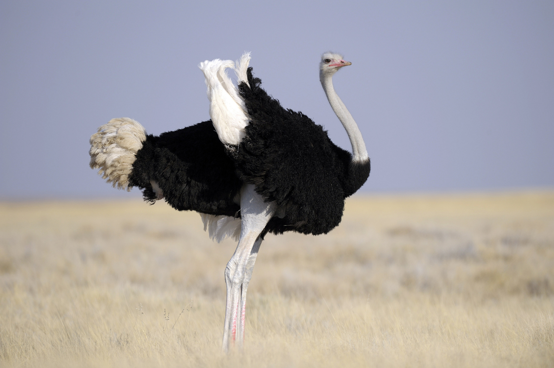 3.饲料营养,饲养管理都需注意,繁殖期种鸵鸟年产蛋量约90个, 4.