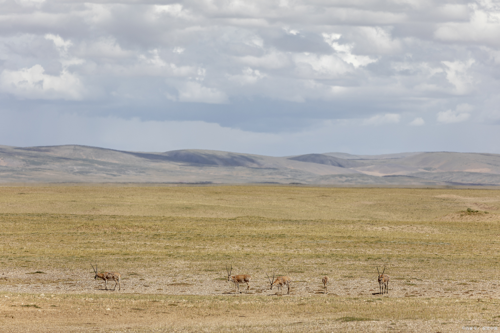 青海可可西里,是一个神秘而美丽的地方