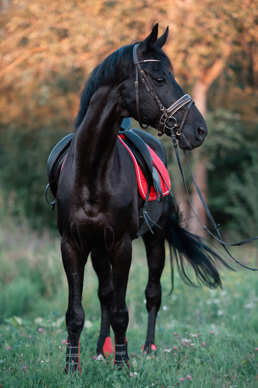 "汗血宝马",不是因为他真的会流血汗,而是因其皮薄毛细,毛细血管发达