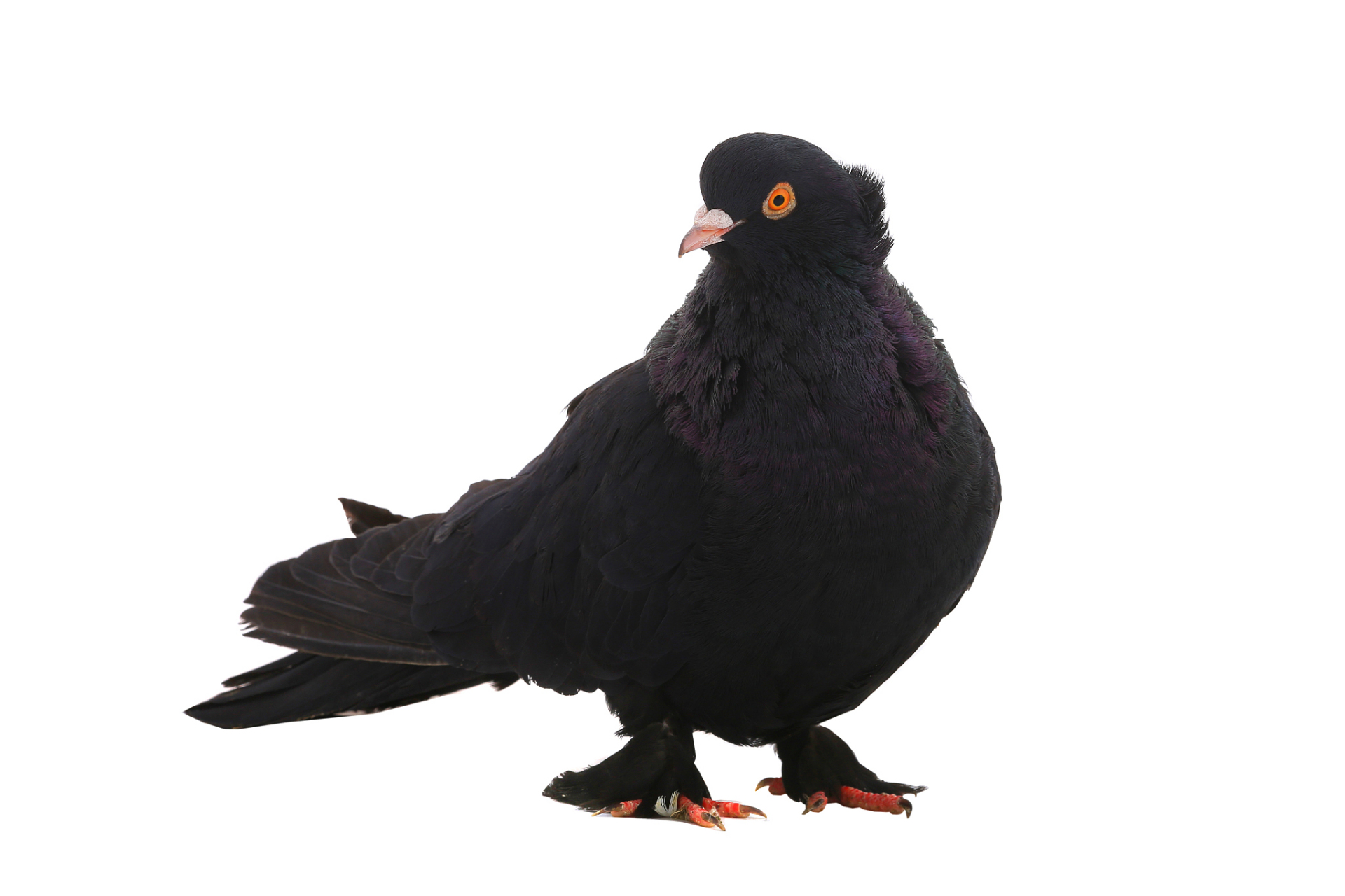 未来价值无可估量![原文:探秘黑色鸽子:罕见却迷人.