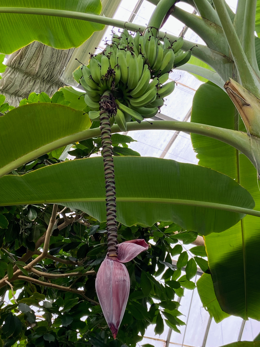 "最大"的香蕉树,能长到六层楼高,果实重量可以达到50公斤以上