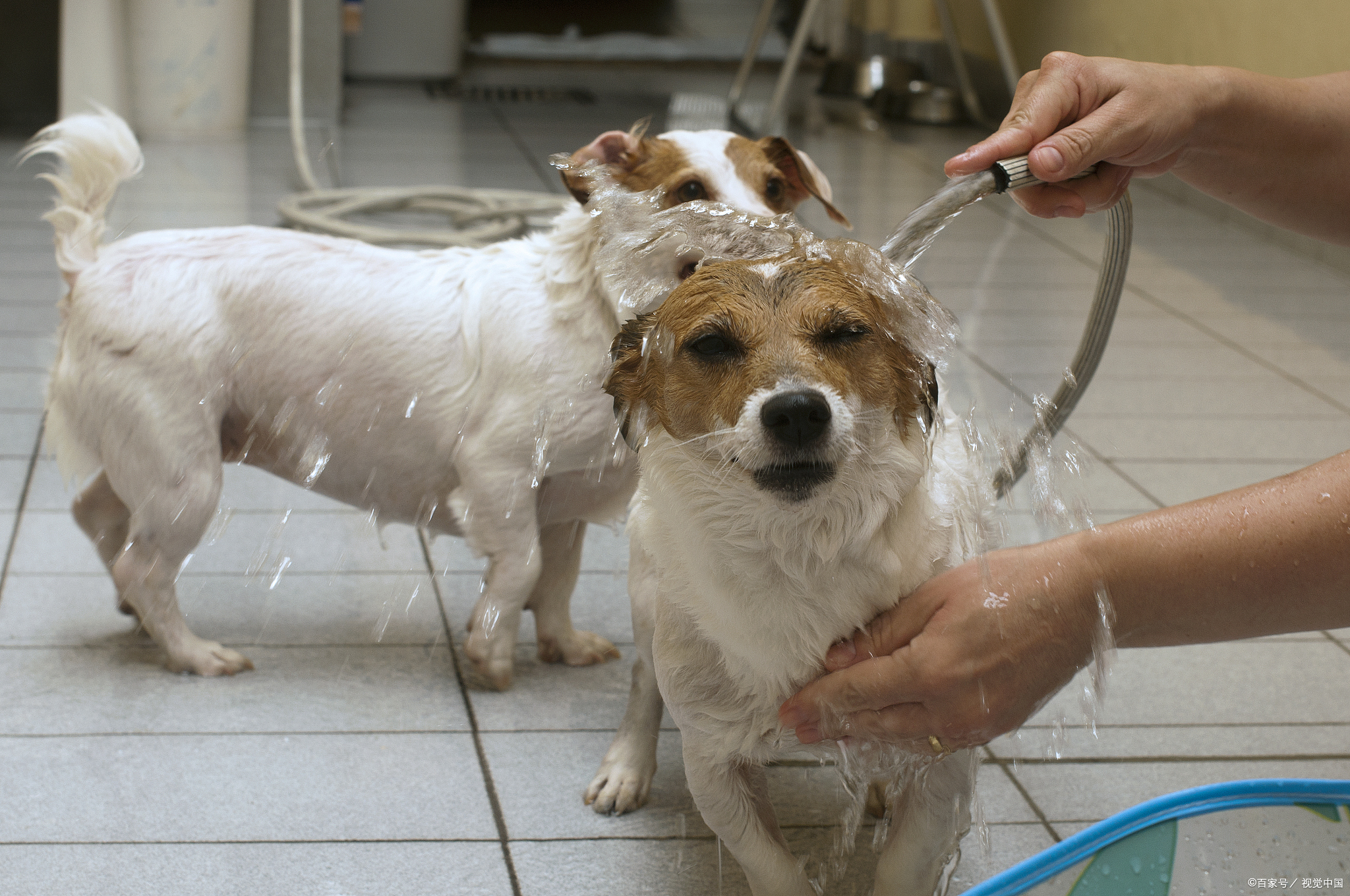狗淋雨了怎么办?狗狗淋雨后的健康危机与护理对策!