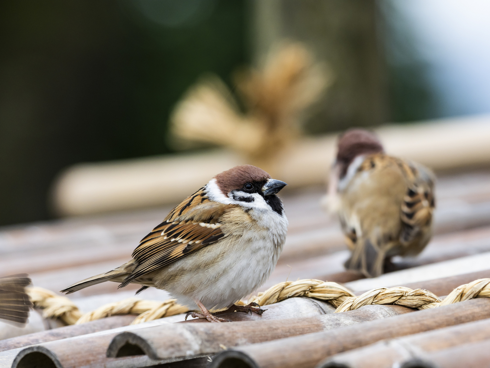 上面已经介绍过,小麻雀可以吃泡过的米