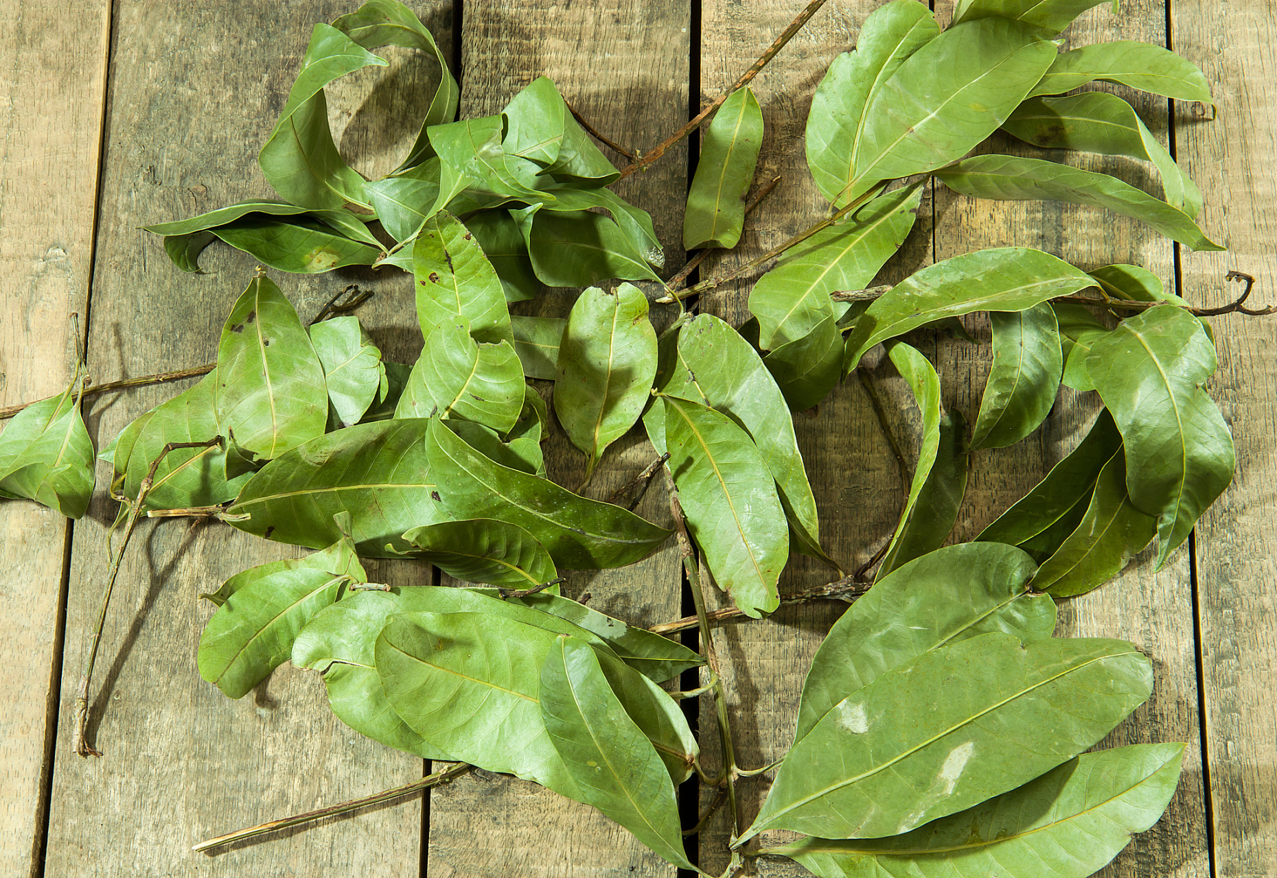 番泻叶:功能强大的天然泻药  番泻叶是一种天然的草药,具有强大的泻药