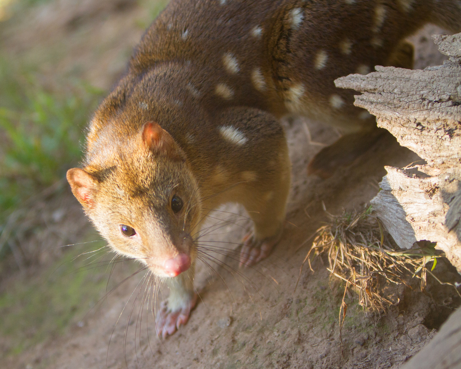 在乡间,那些经历丰富的老人常会提到黄鼠狼,语气中透露出一种不容