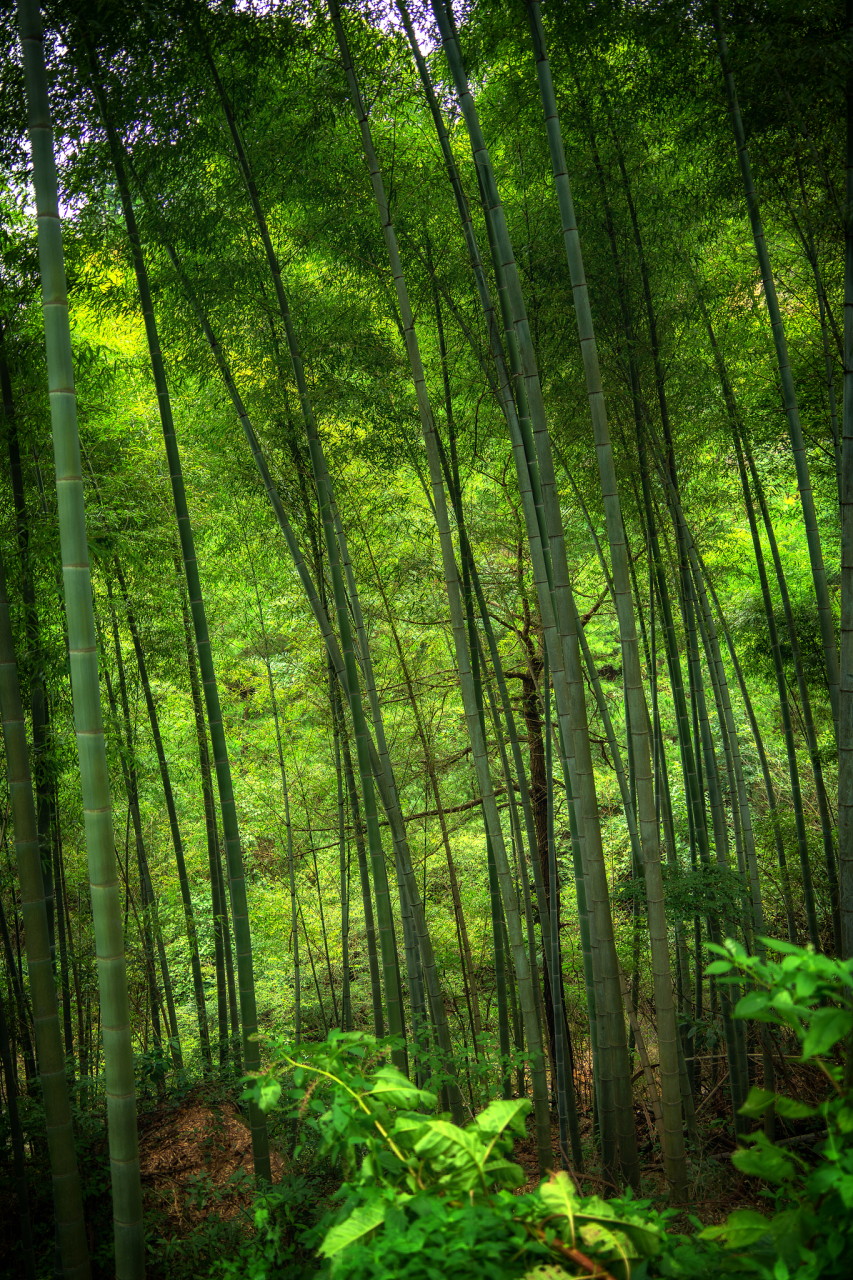 蜀南竹海风景图图片