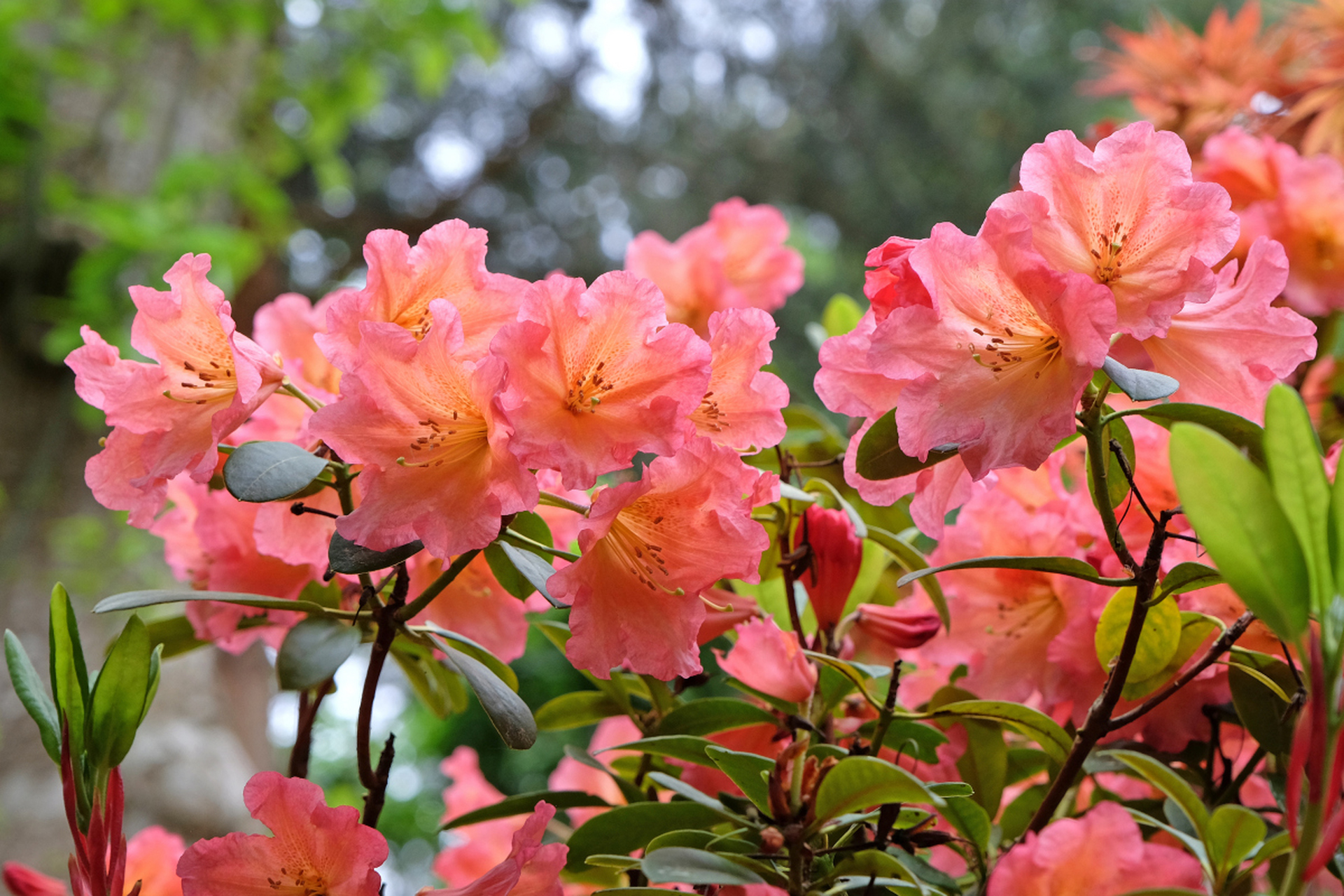 杜鹃,别名映山红,满红,鹃花,原产于中国长江流域,是观花植物,花期4~6