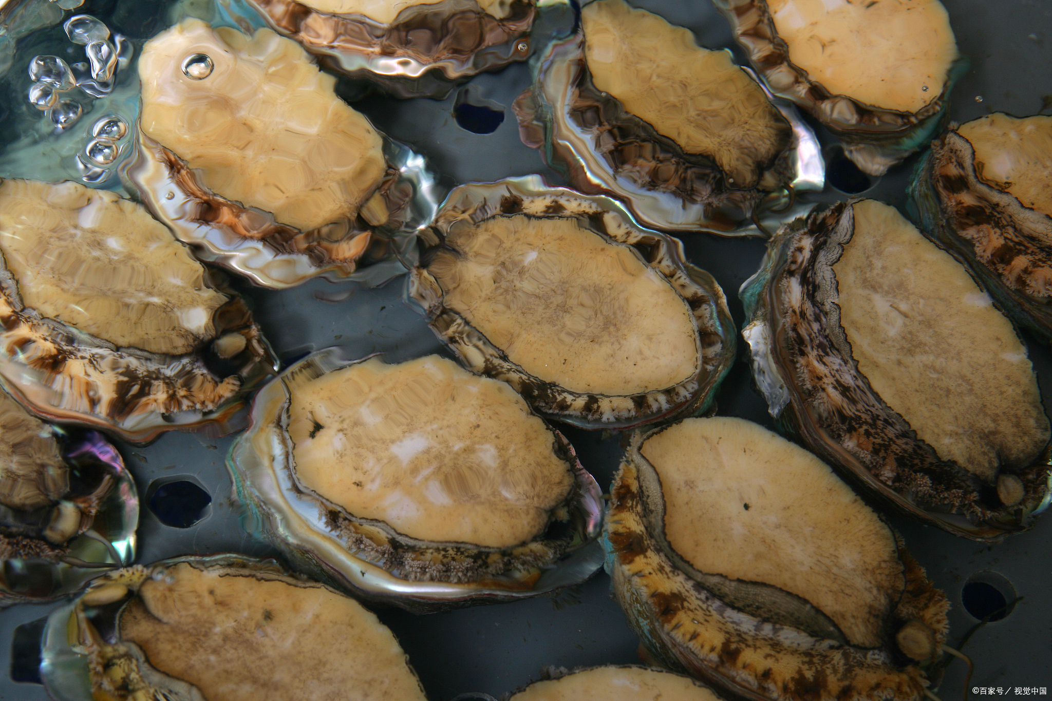 健康科普丨鲍鱼死了可以吃吗  如果鲍鱼死亡时间不长,且保存在低温