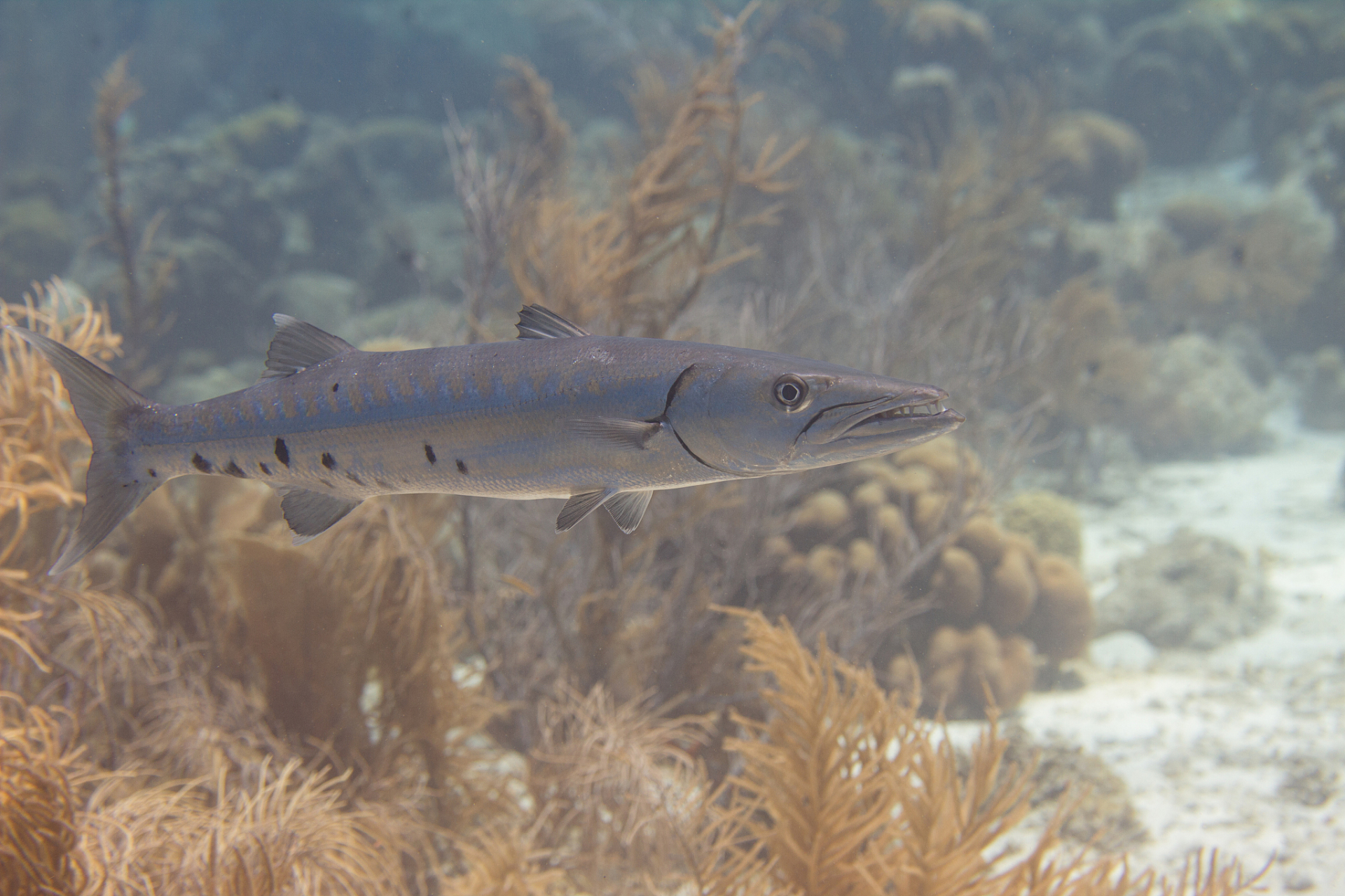 据资料记载,棘鱼属生物最早出现于硬骨鱼类和鲨鱼开始各自进化前的
