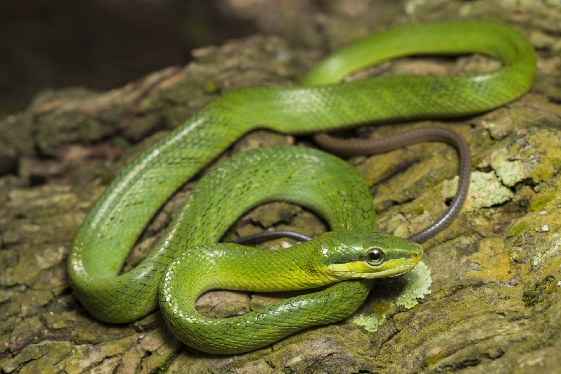 绿水蚺长相很好看,算是比较漂亮的蛇.