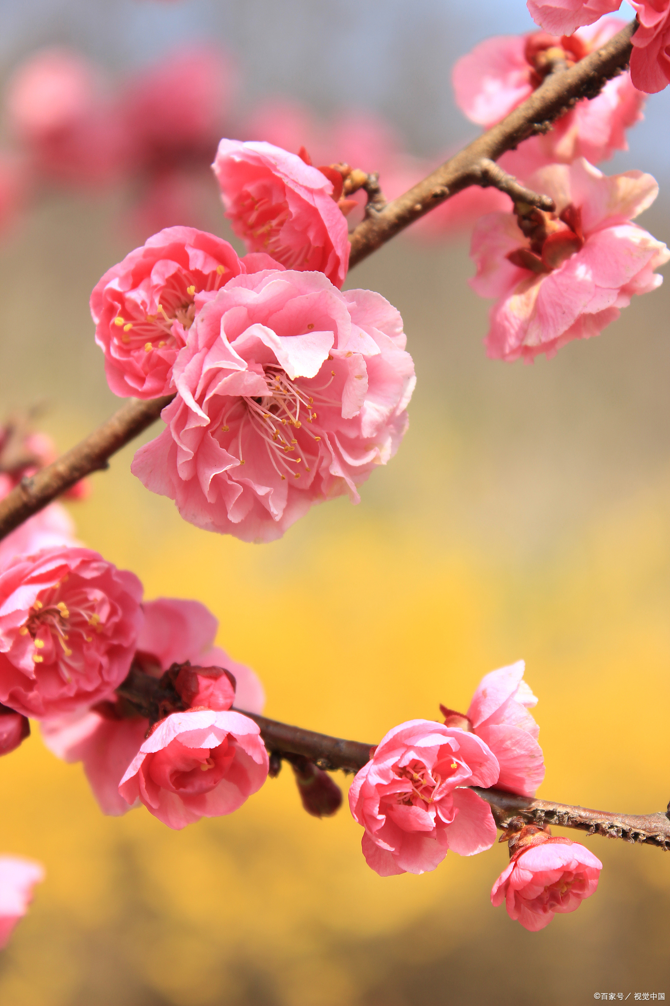 孤芳自赏图片壁纸图片