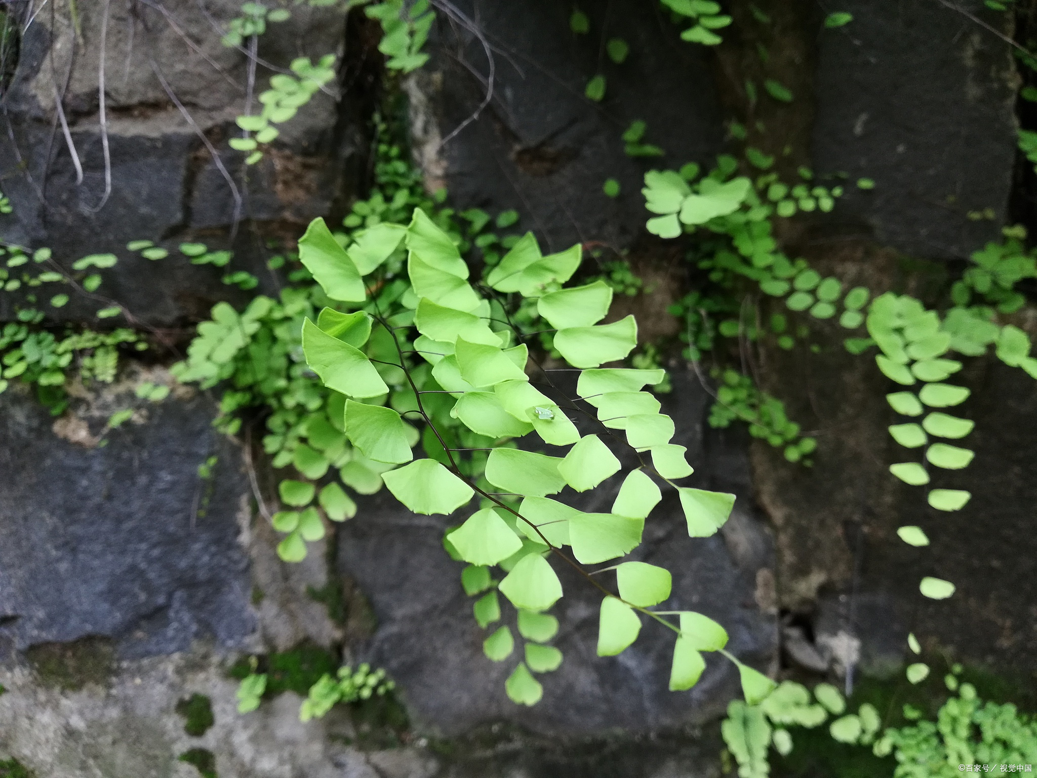 铁线蕨叶子枯萎:原因与解决之道