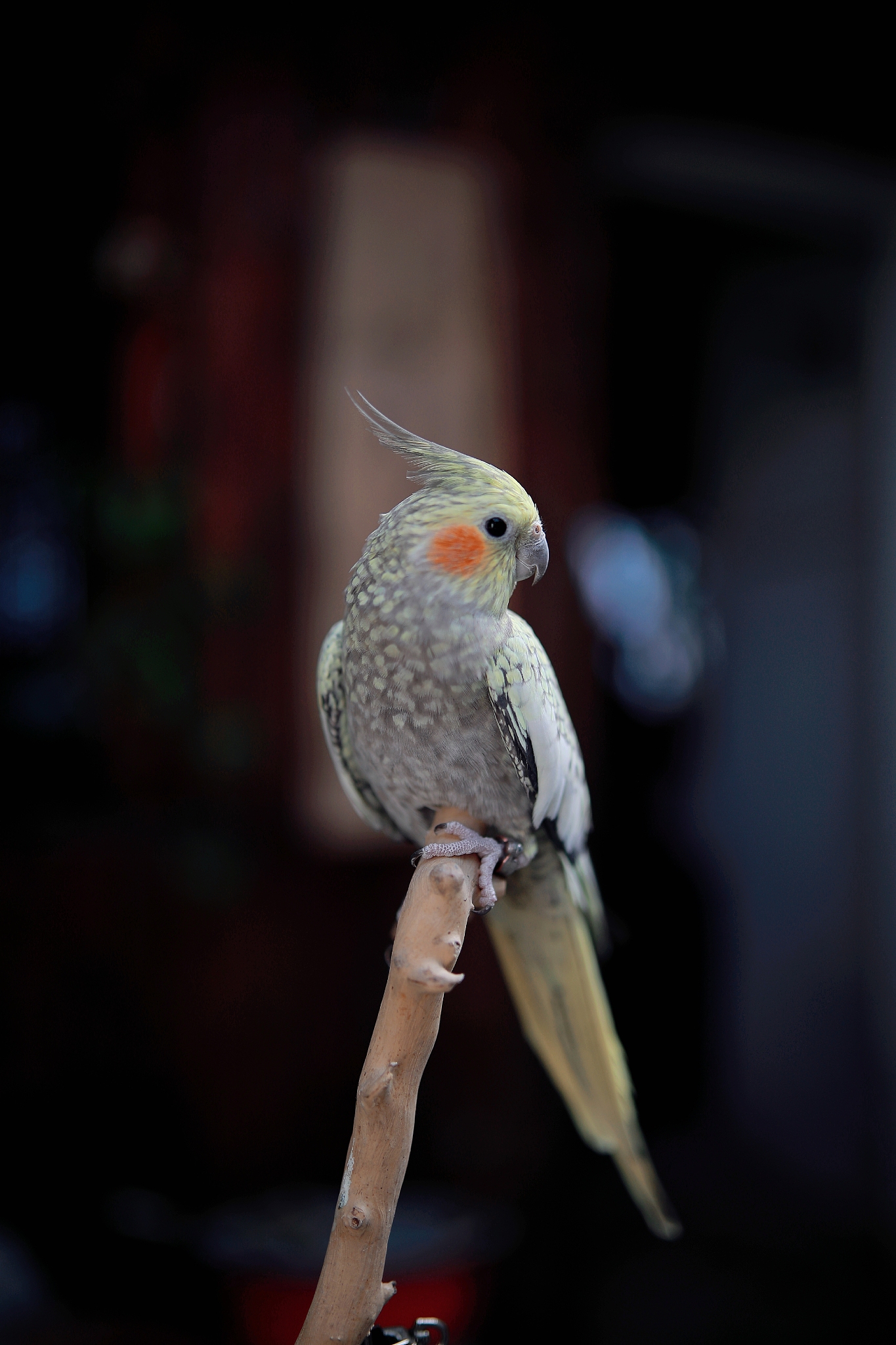 玄凤鹦鹉饲养全攻略:从饮食到日常护理