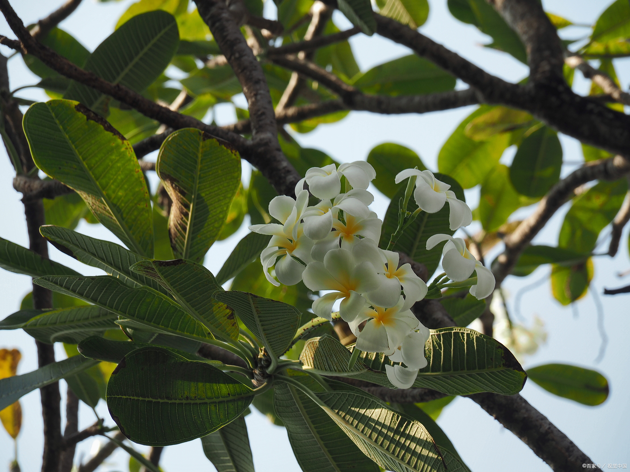 文冠果花:绽放着聪慧与美丽的花语