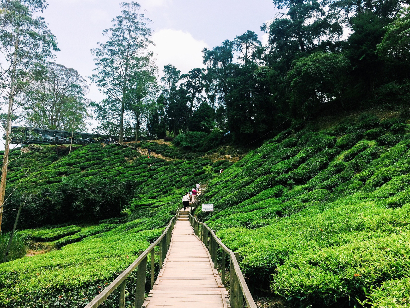 茶山森林公园,位于大罗山西北,与温州主城区隔着清澈的三垟水相望.