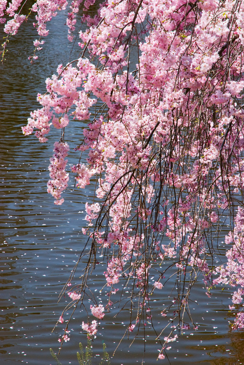 唐·李白《山中问答》 桃花飘落至溪水中,随水流远远而去.