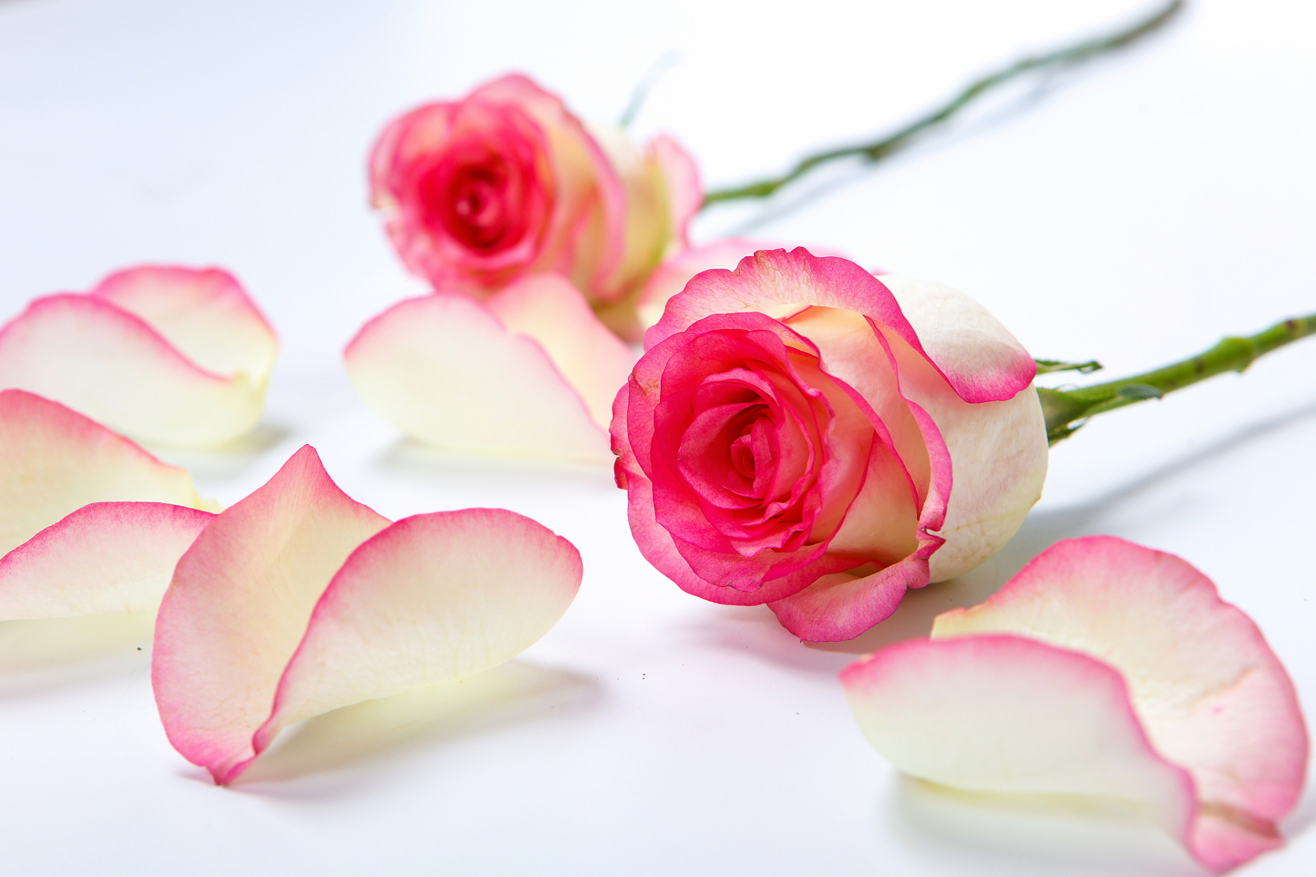 玫瑰# 玫瑰原产是中国,在古时的汉语中"玫瑰"一词原意是指红色美玉