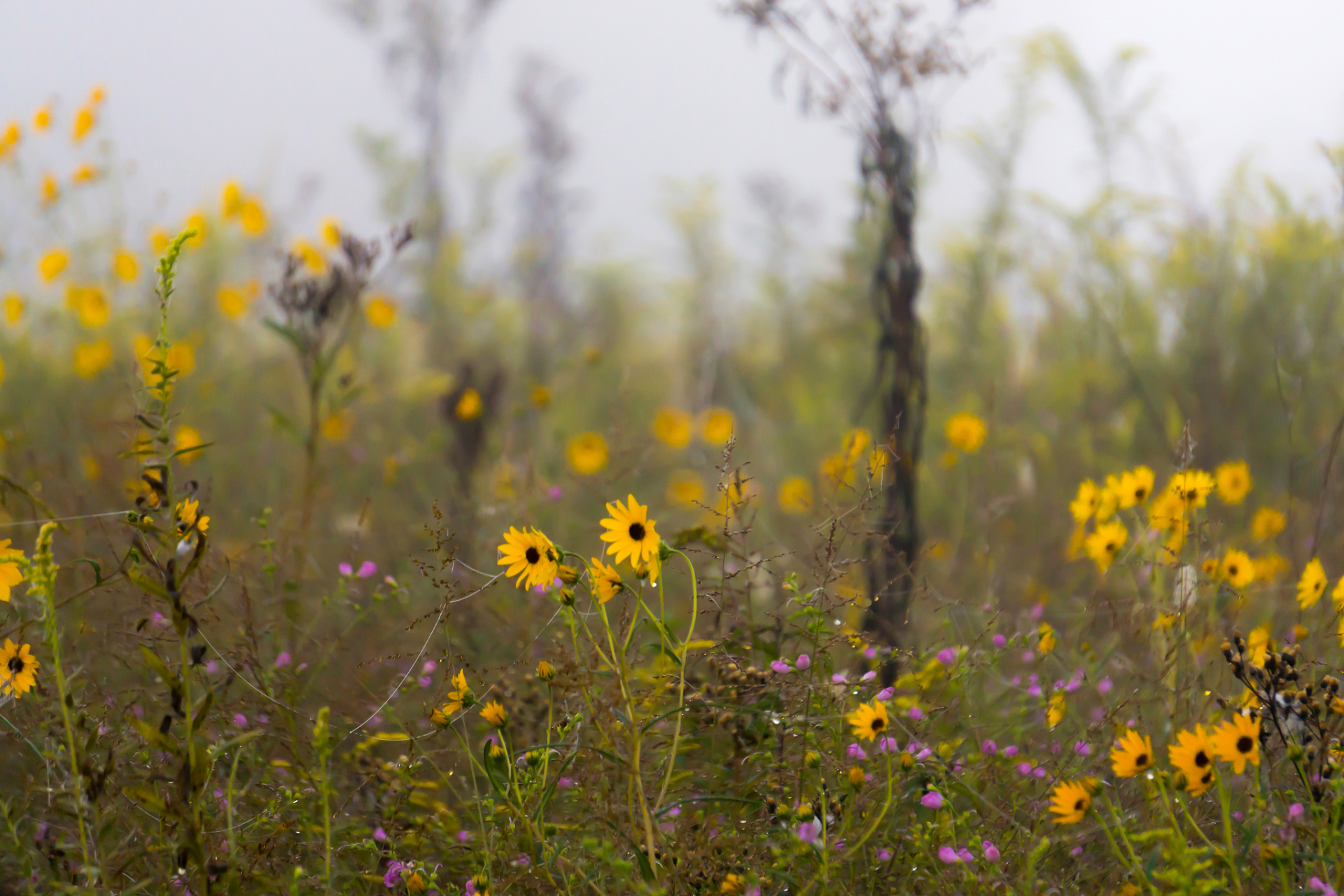 [原文:明日黄花和昨日黄花的区别]