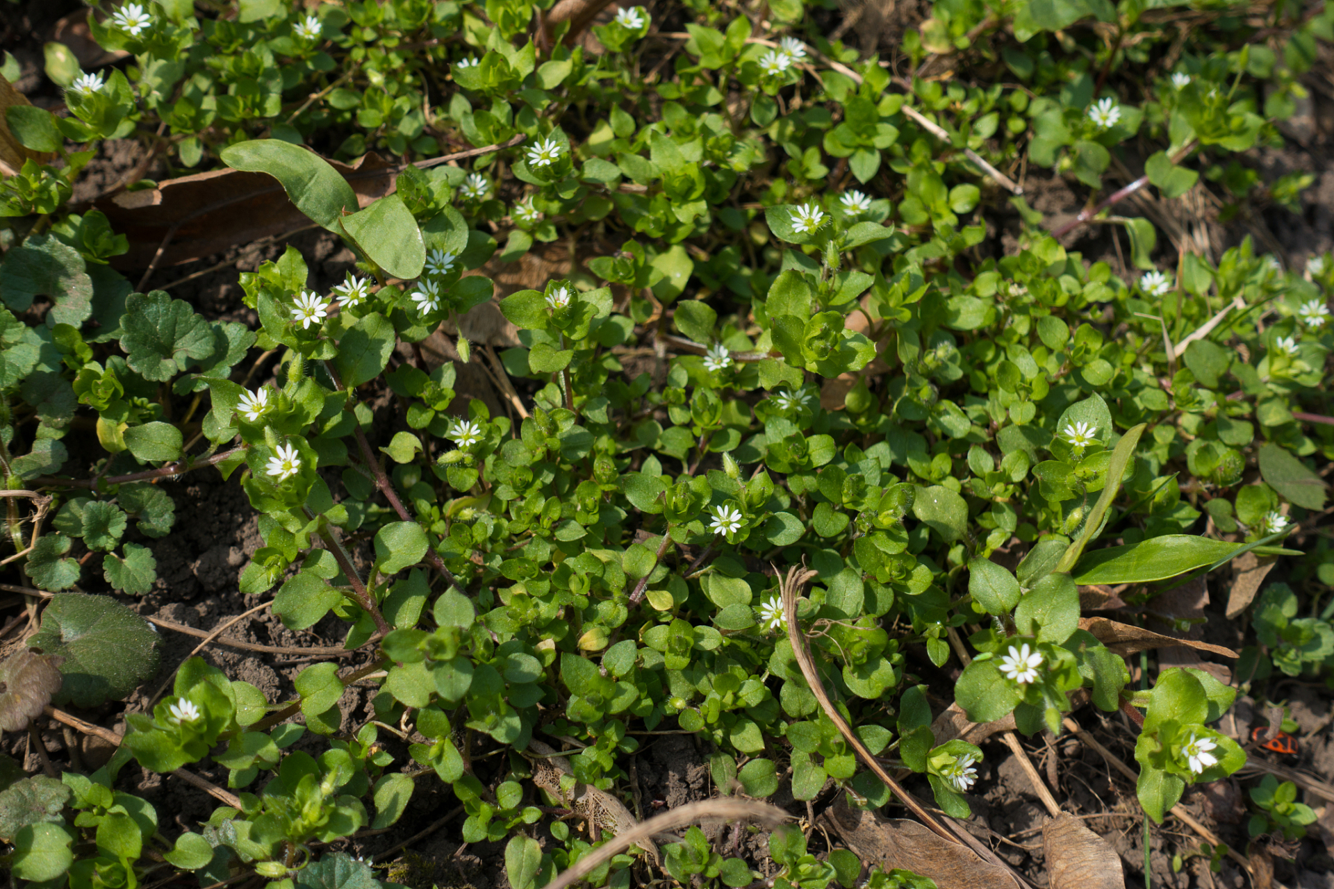 鹅不吃的草,是一味通窍良药  在野外有一种"鹅不吃"的野草,叫鹅不食草