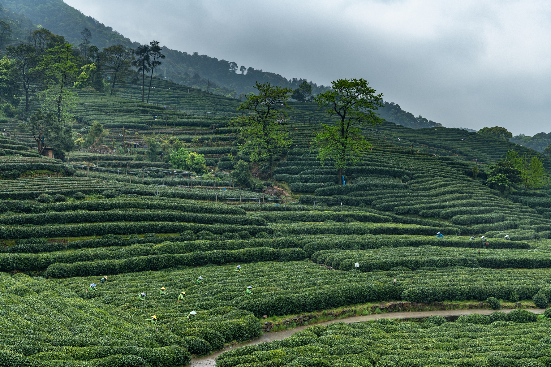 杭州龙坞茶园四季如春,是我每年必去的旅游胜地.