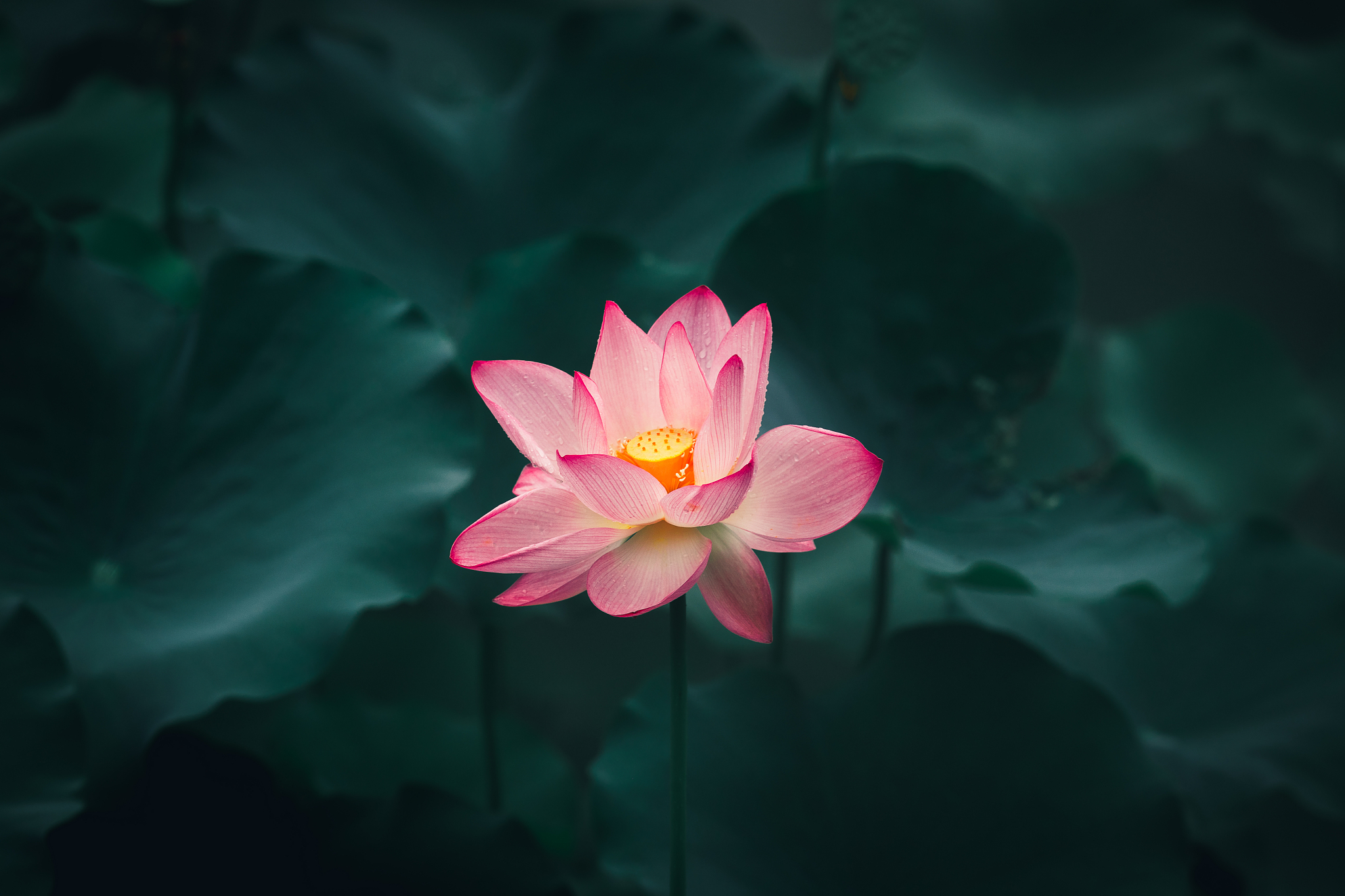 荷花在中国被视为吉祥之花,因为它的谐音"和",寓意着和平,和谐,和气