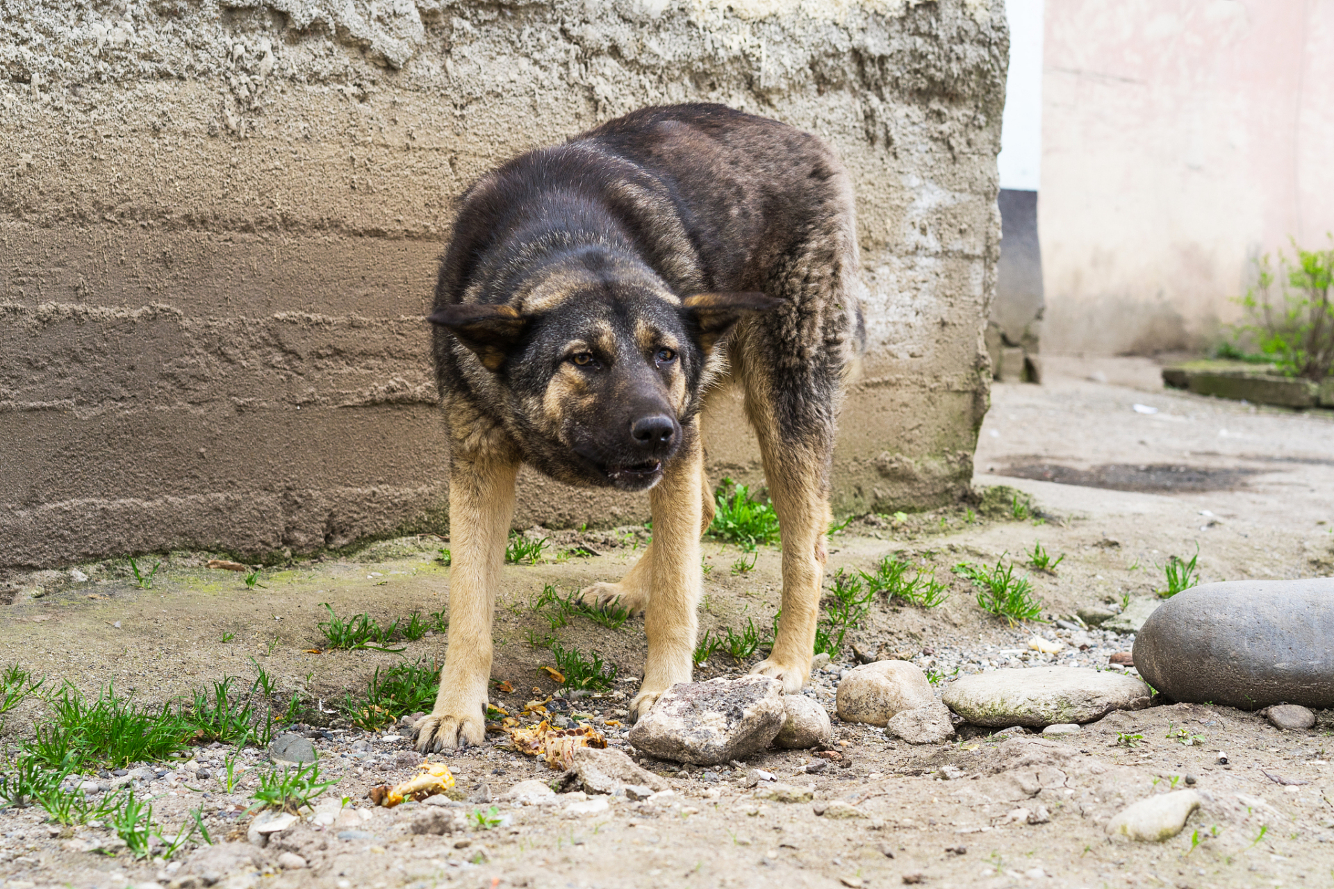 作为一种传统的家犬,农村土狗一直陪伴着农民的生活.