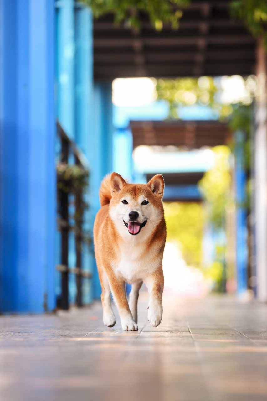 doge的原型是一只名叫kabosu的日本柴犬,由日本幼儿园老师atsuko sato