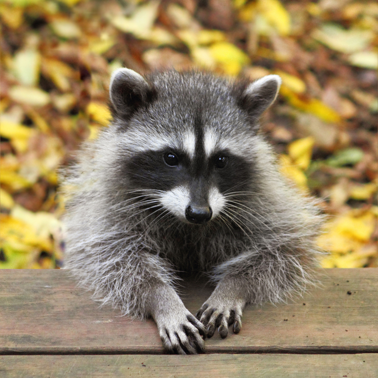 小浣熊全身主要由黑白灰三色构成,像是一幅设计精巧的水墨画,还有它在