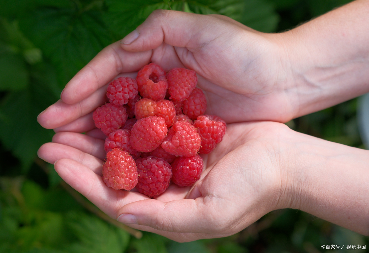 树莓:藏在浆果里的"营养宝藏" 在水果的缤纷世界里,树莓宛如一颗璀璨