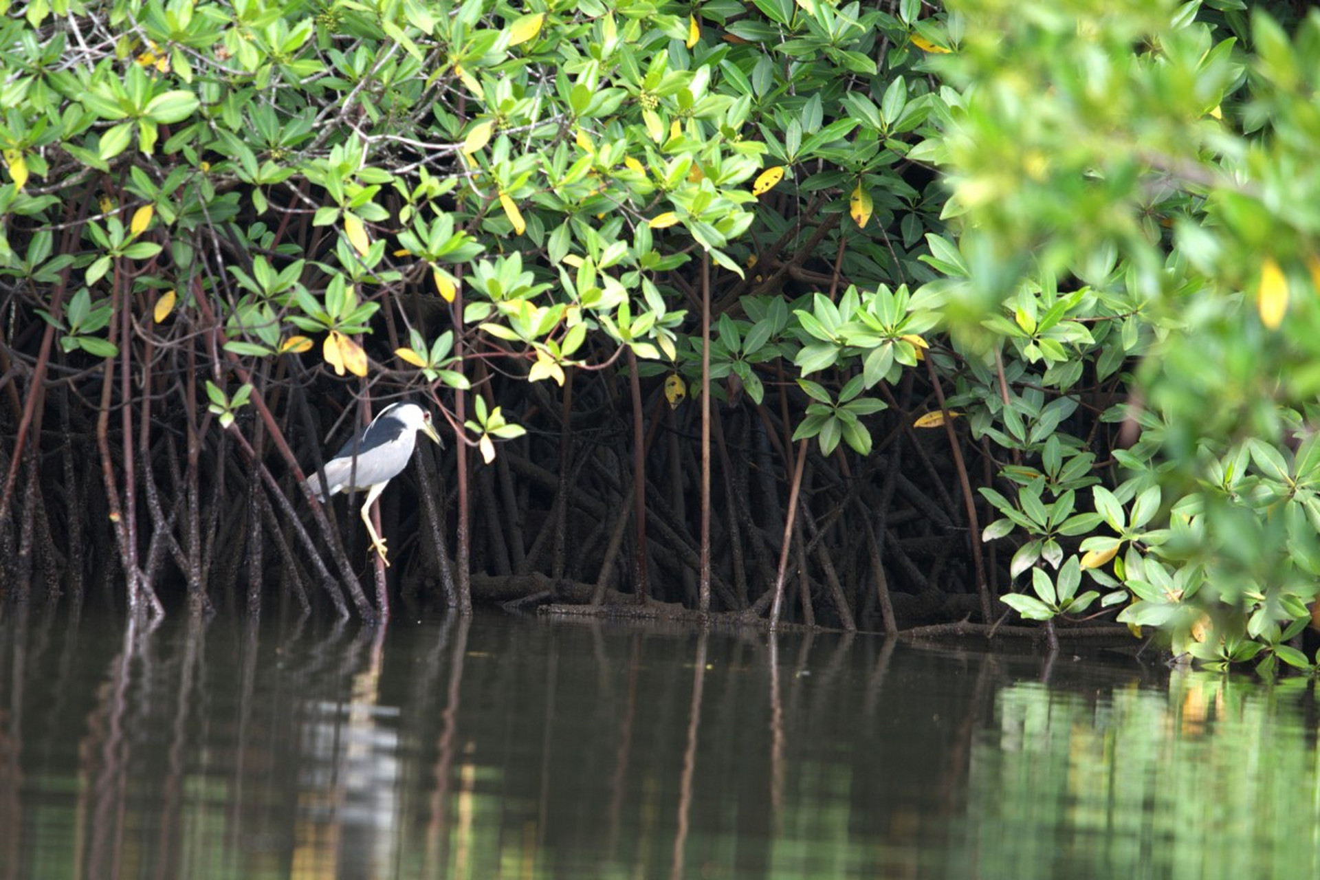 在广州市南沙区,有一片被誉为"鸟类天堂"的宝地——南沙湿地公园.