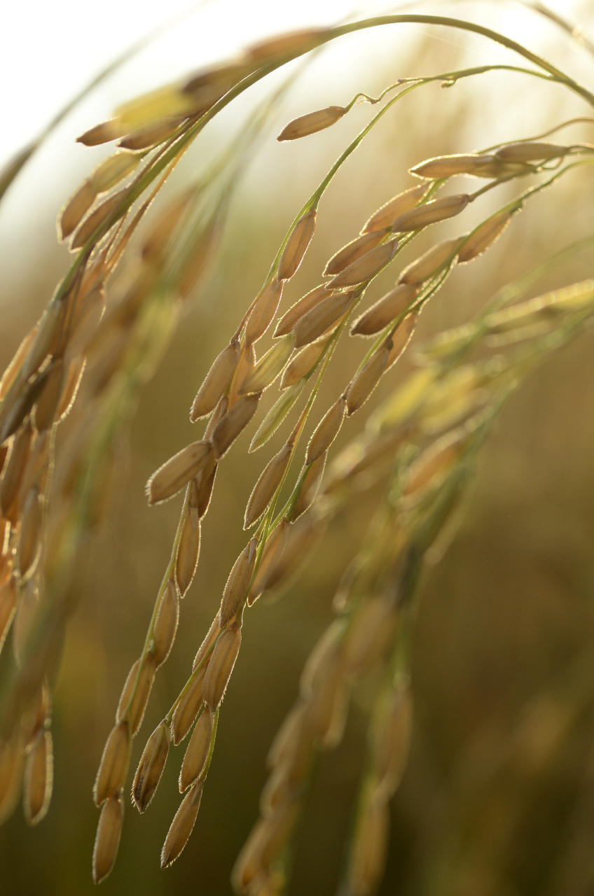 越是成熟的稻穗,越是懂得弯腰,现实社会里,越成熟,越懂得收敛锋芒.