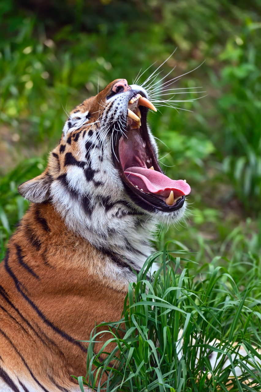 每日更新动物世界,喜欢我的可以关注我哦,让我们一起来领略自然动物的