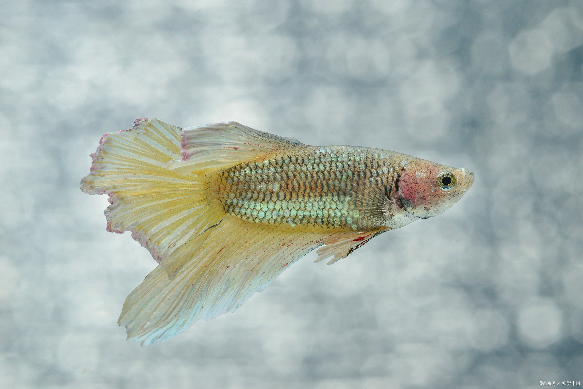 泰国斗鱼繁殖之路:探索美丽与挑战