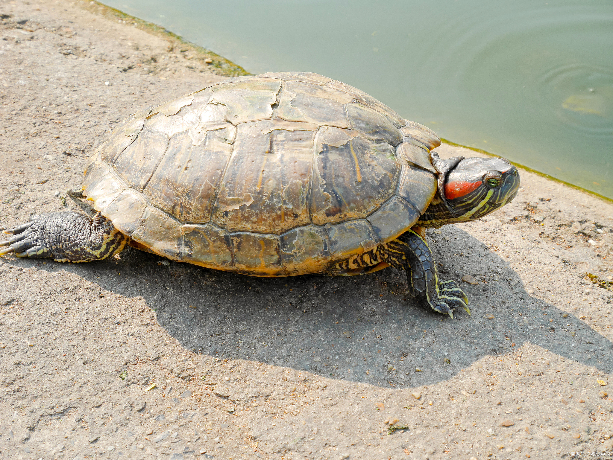 为什么不建议养巴西龟:详解巴西龟的缺点和养殖难题