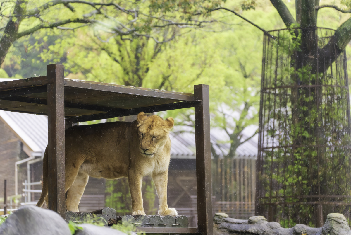 武汉动物园:武汉最大的动物园,拥有众多珍稀动物与独特娱乐体验  的确