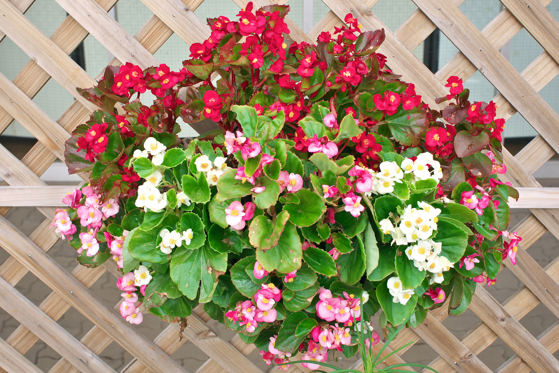 玻璃海棠花是一种非常美丽的花卉,它的花瓣细腻柔软,色彩鲜艳,深受