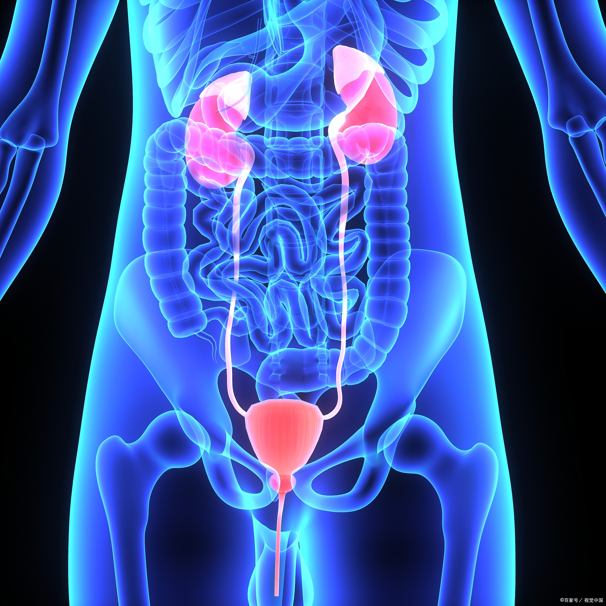 它的主要功能是将肾脏产生的尿液输送到膀胱,就