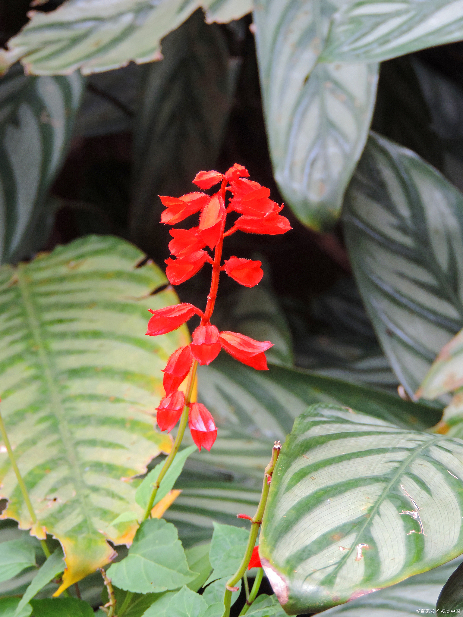 花烛(红鹅掌):优雅的切花材料与家居装饰新宠