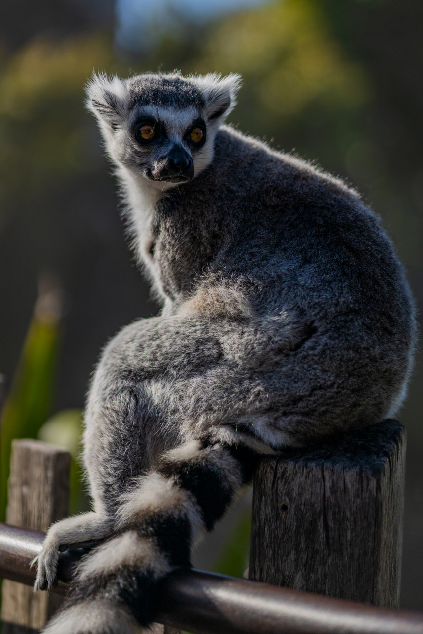 人与自然# 狐猴,这种来自马达加斯加岛的神秘生物,正等待你一窥其