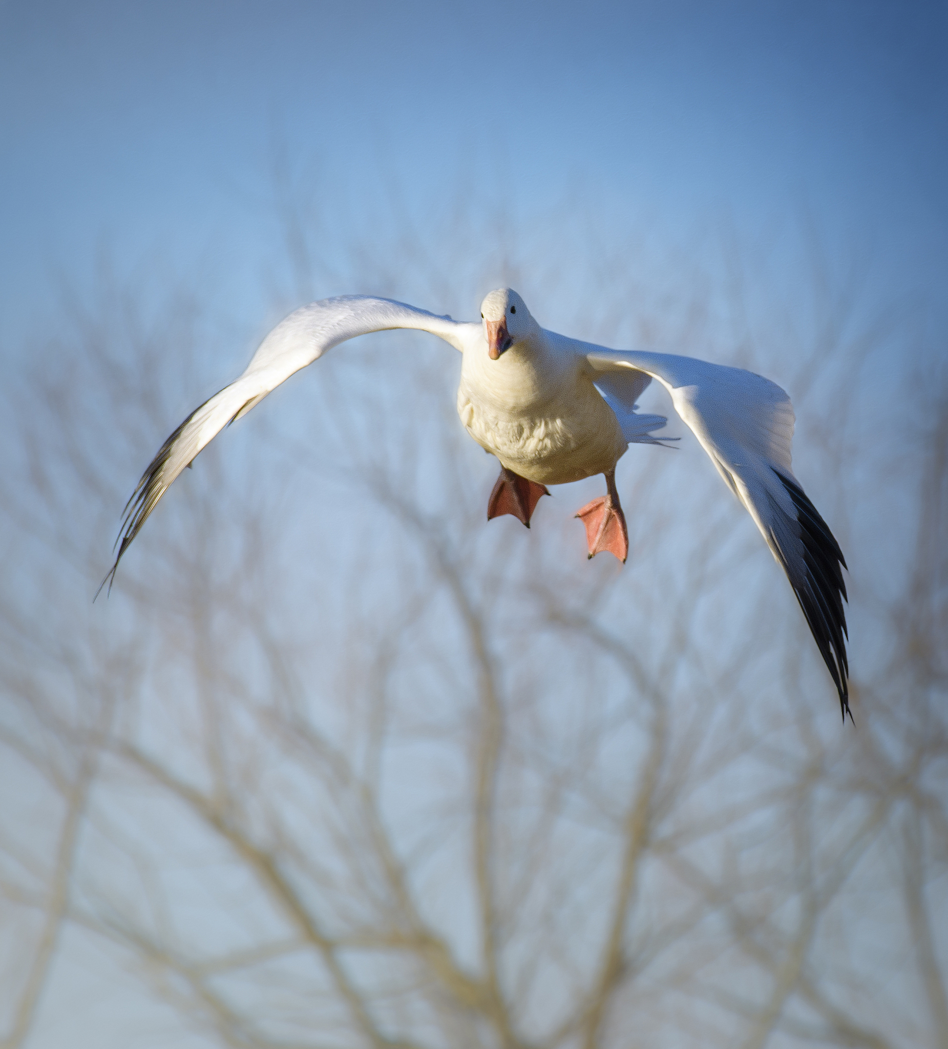 正向南方飞翔,受到 基因中指南针的拖拽
