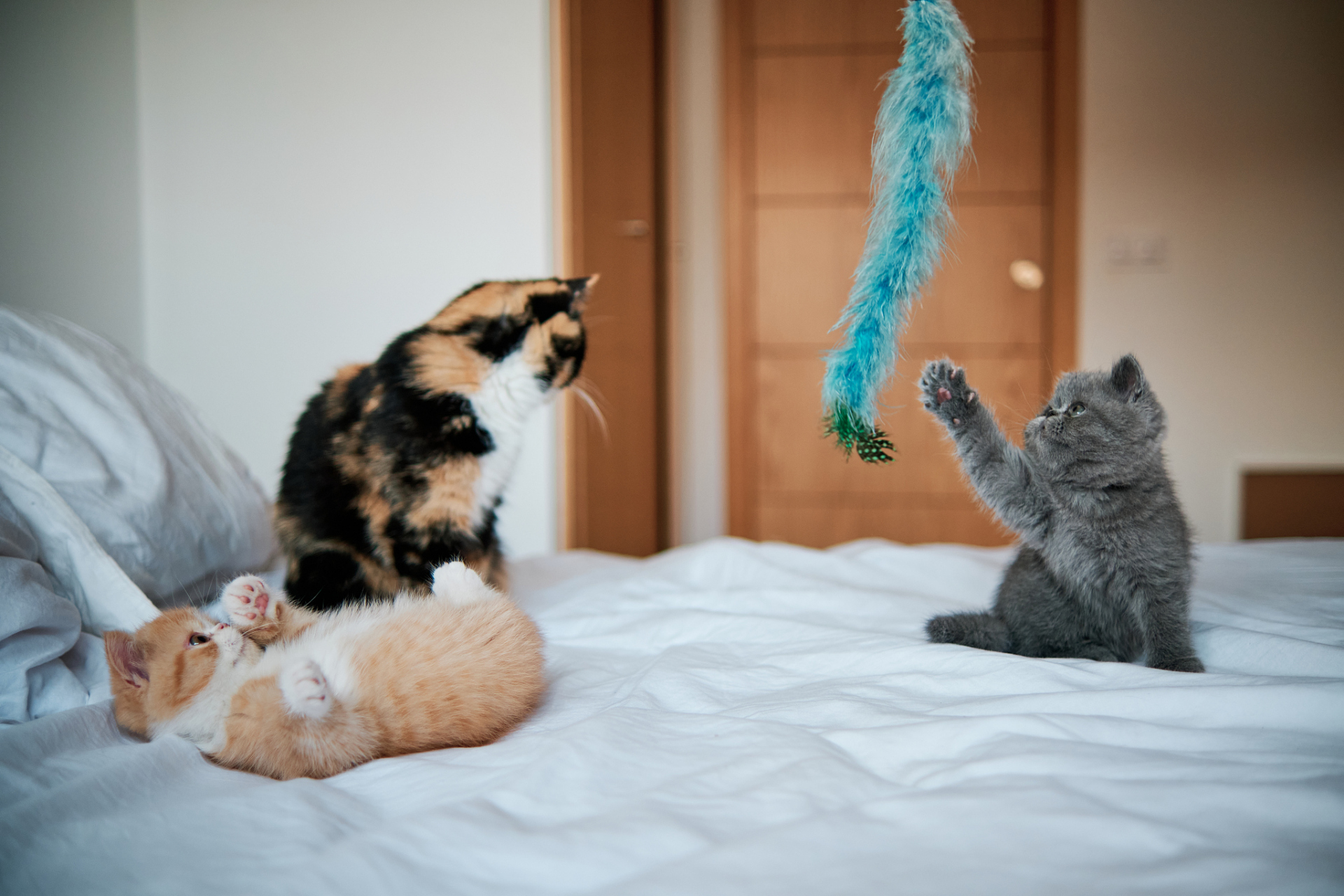 你的创作百宝箱#猫咪性情温顺,一般不会咬人,那猫咪咬人手是什么意思