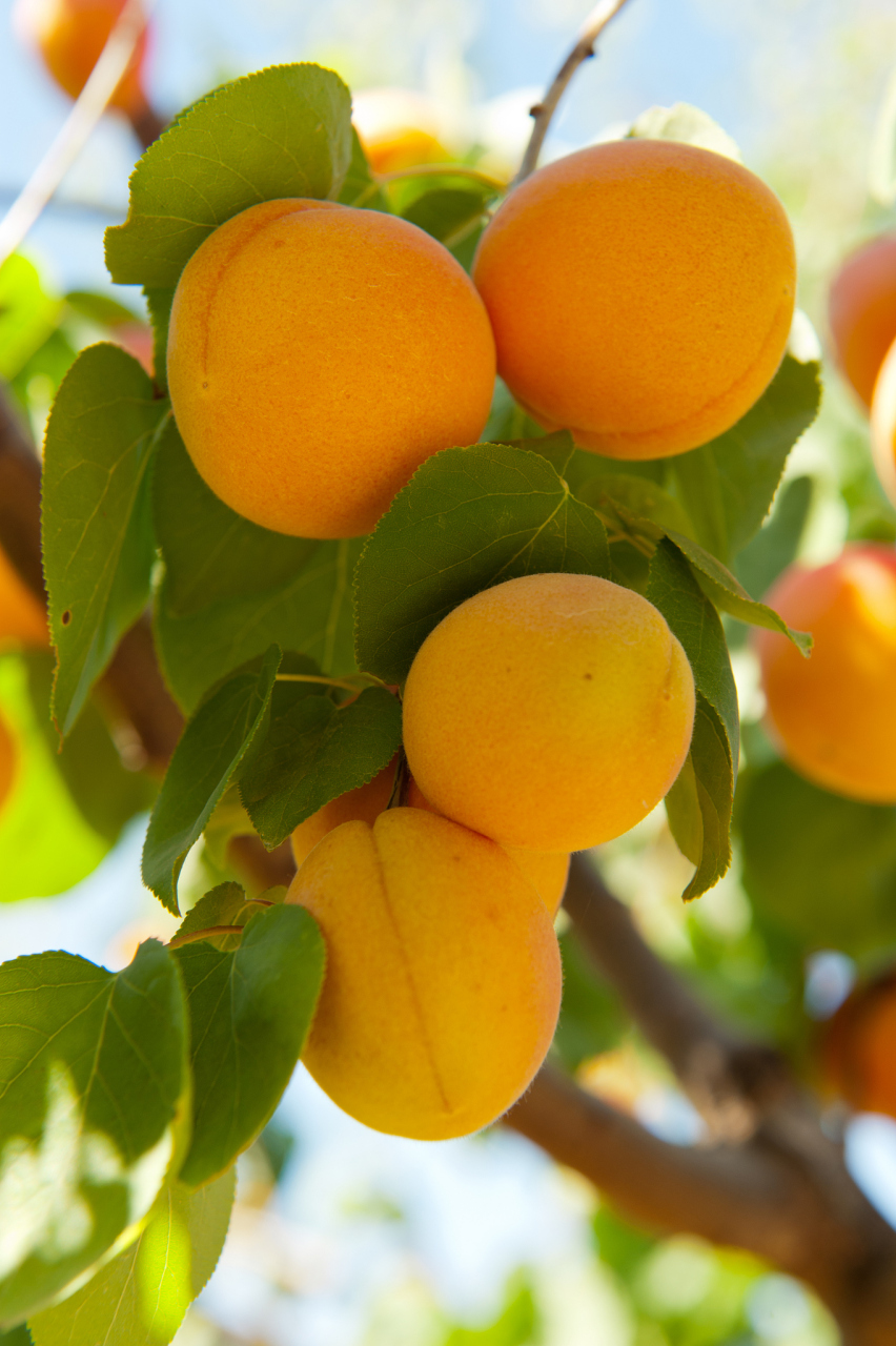 寻找百度ai写手计划#  杏子,这颗圆润如珠,色如朝阳的水果,不仅美味