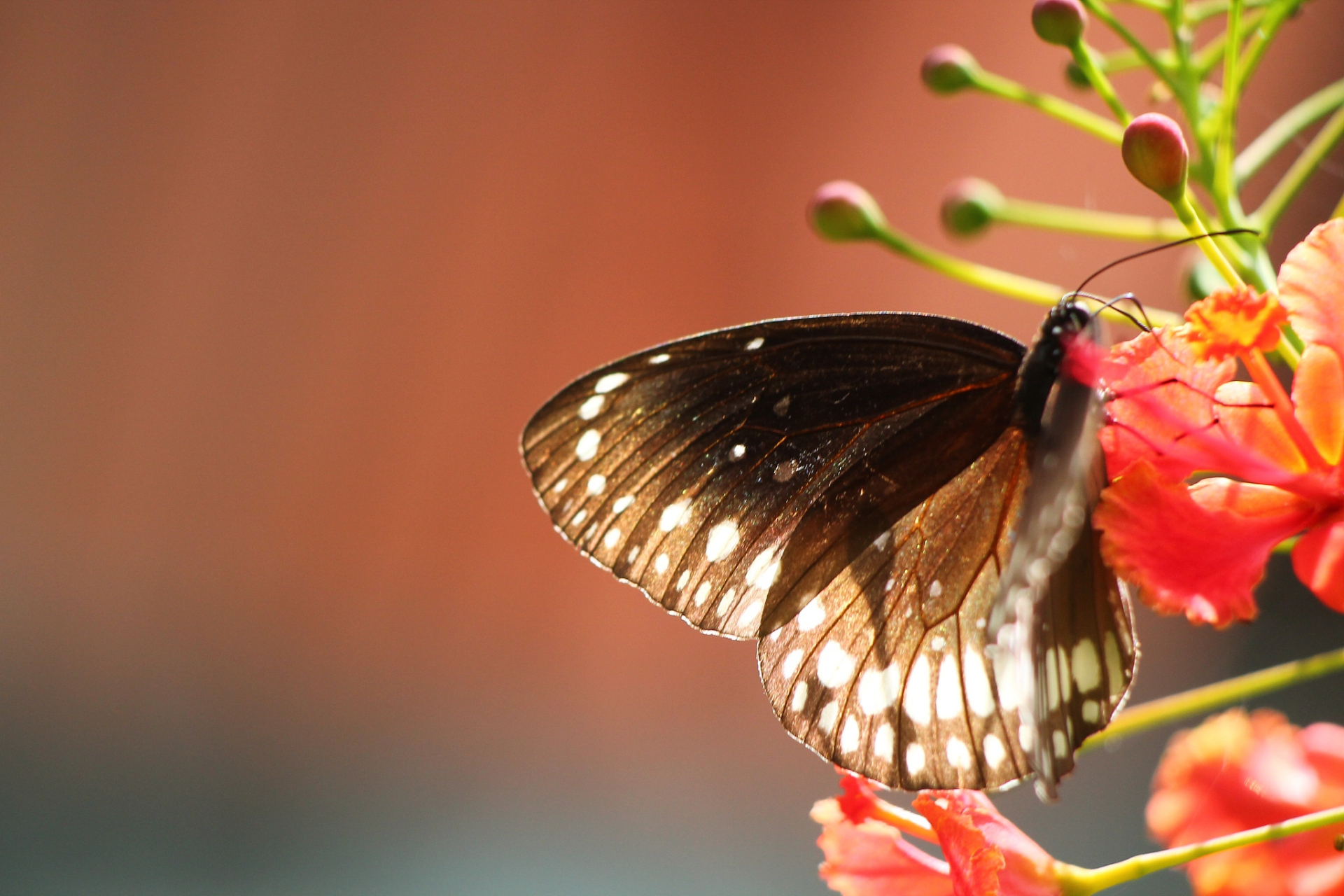 每个人都像是一只将要破茧而出的蝴蝶, 内心深处埋藏着从未被他人知晓