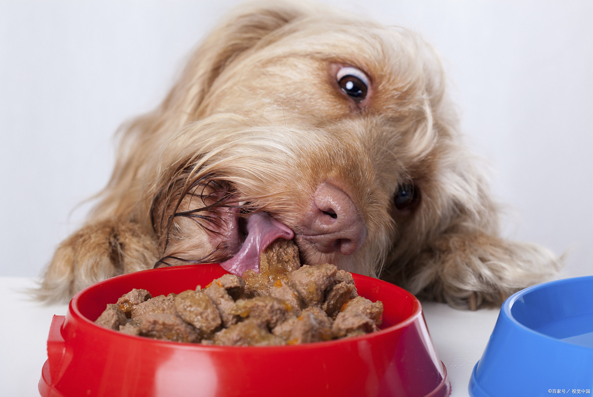 狗狗食欲不振?别急!三大妙招让你家宝贝重拾"吃货"本色!