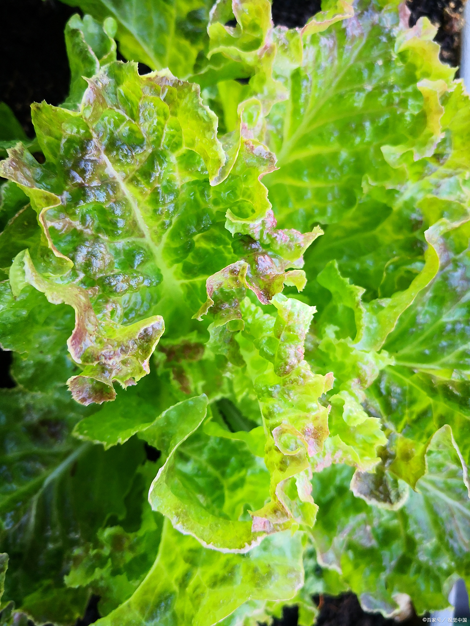 白菜烂心烂根打什么药 首先要弄清楚烂心的原因,在对症下药: 第一,软