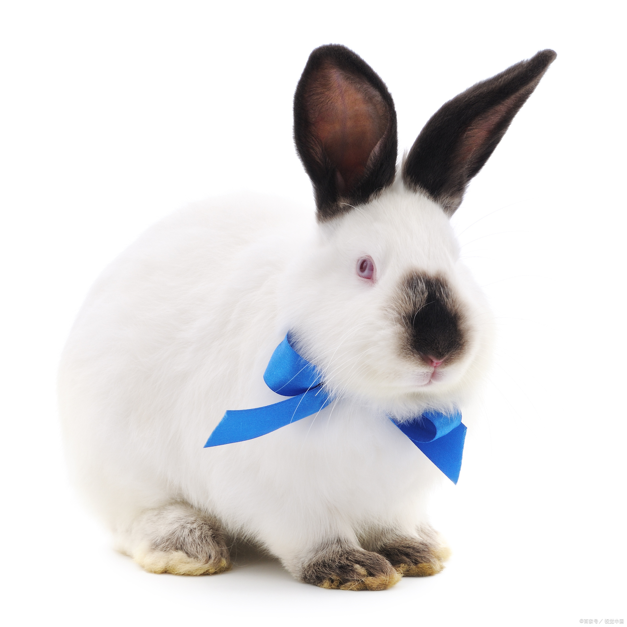 小兔子如何喂养?宽敞的兔笼,卫生的饮水,千万不能喂露水草