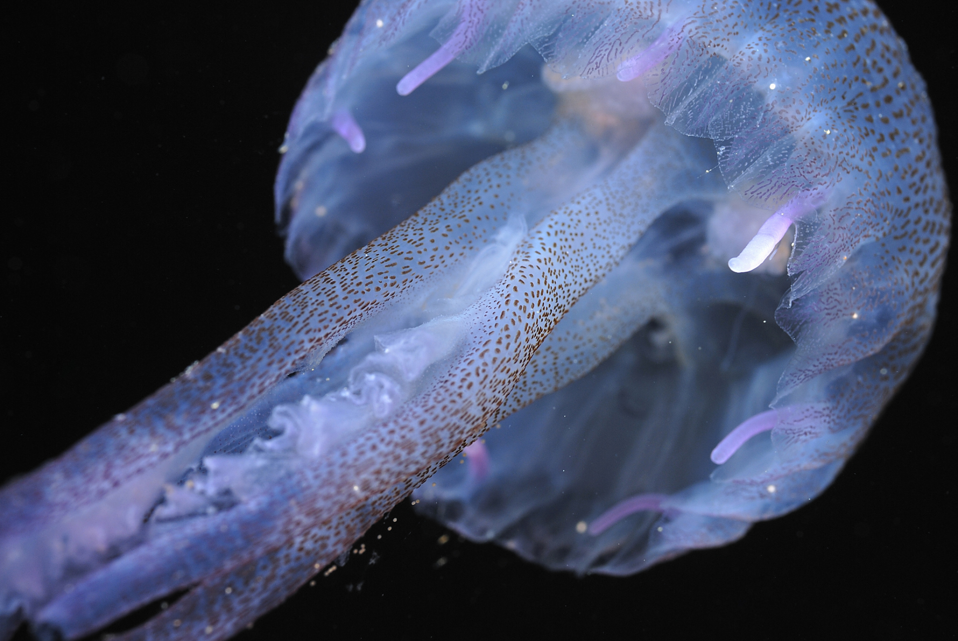 端鞭水母是一种生活在远海的水母,它们会用触手缠绕